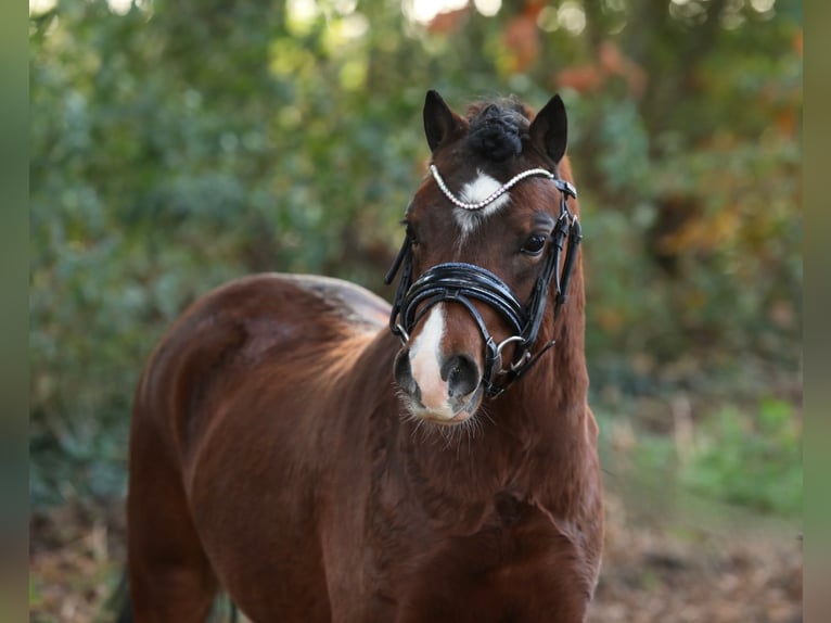 Welsh A (Mountain Pony) Gelding 2 years 11,2 hh Brown in Aalten