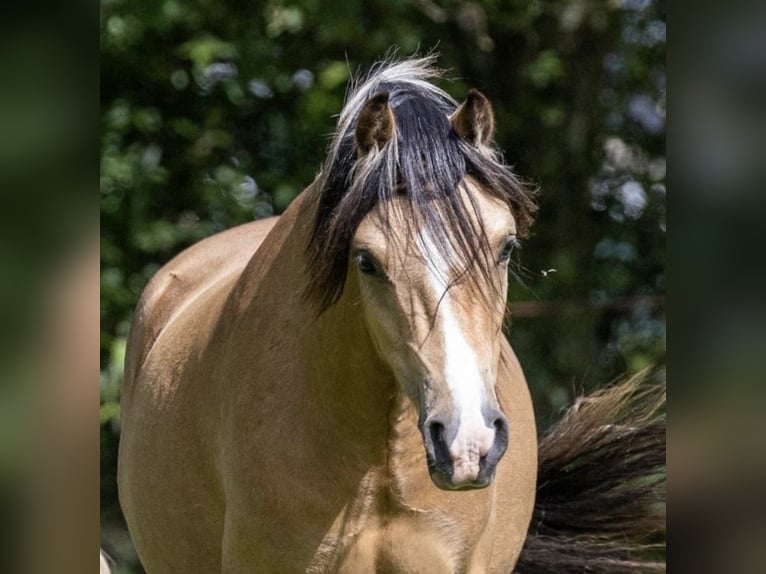 Welsh A (Mountain Pony) Gelding 2 years 11,2 hh Buckskin in Hollandscheveld