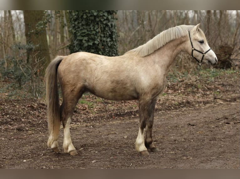 Welsh A (Mountain Pony) Gelding 2 years 11,2 hh Can be white in Aalten