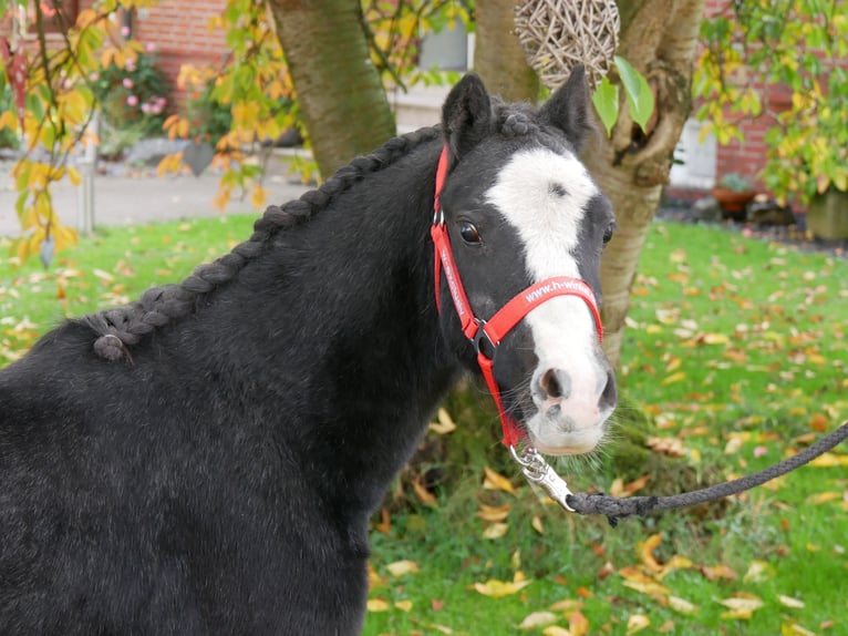 Welsh A (Mountain Pony) Gelding 2 years 11 hh in Dorsten