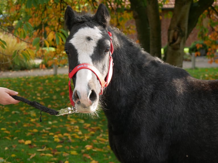 Welsh A (Mountain Pony) Gelding 2 years 11 hh in Dorsten