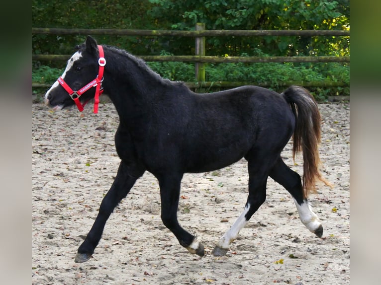 Welsh A (Mountain Pony) Gelding 2 years 11 hh in Dorsten