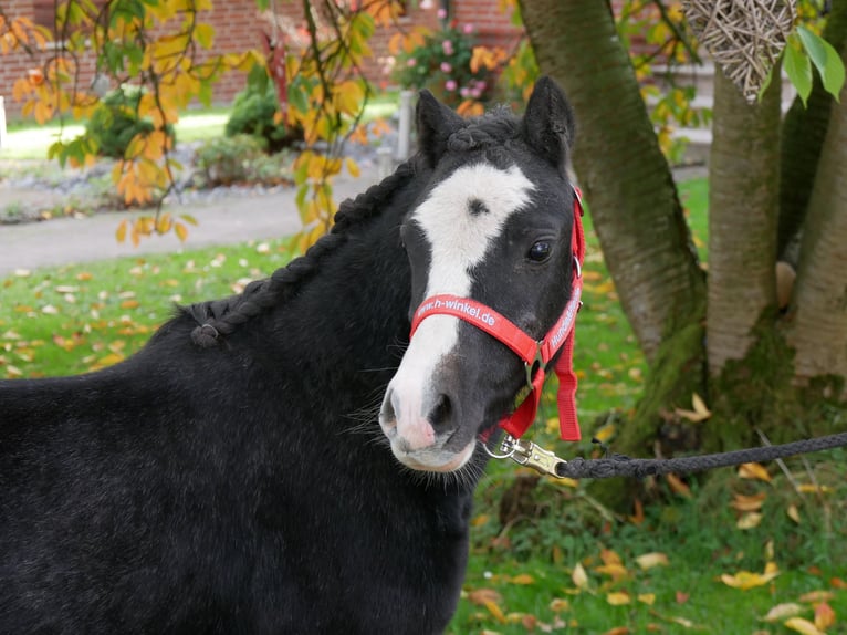 Welsh A (Mountain Pony) Gelding 2 years 11 hh in Dorsten