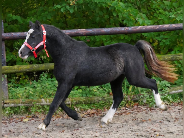 Welsh A (Mountain Pony) Gelding 2 years 11 hh in Dorsten