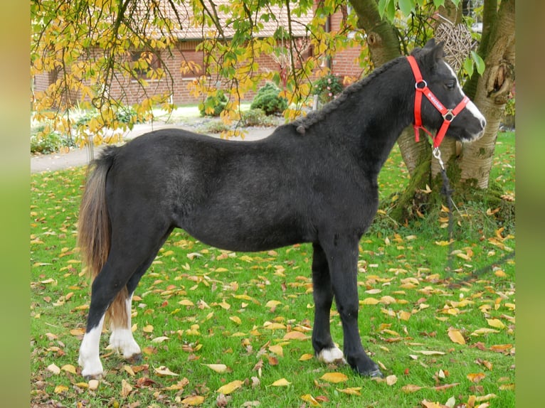 Welsh A (Mountain Pony) Gelding 2 years 11 hh in Dorsten