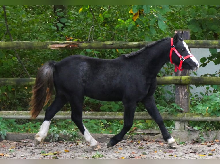 Welsh A (Mountain Pony) Gelding 2 years 11 hh in Dorsten