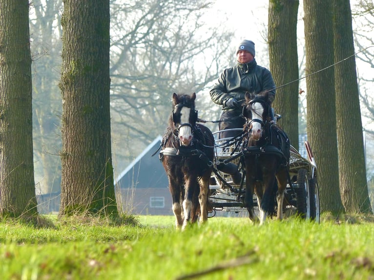 Welsh A (Mountain Pony) Gelding 3 years 11,1 hh Black in Halle