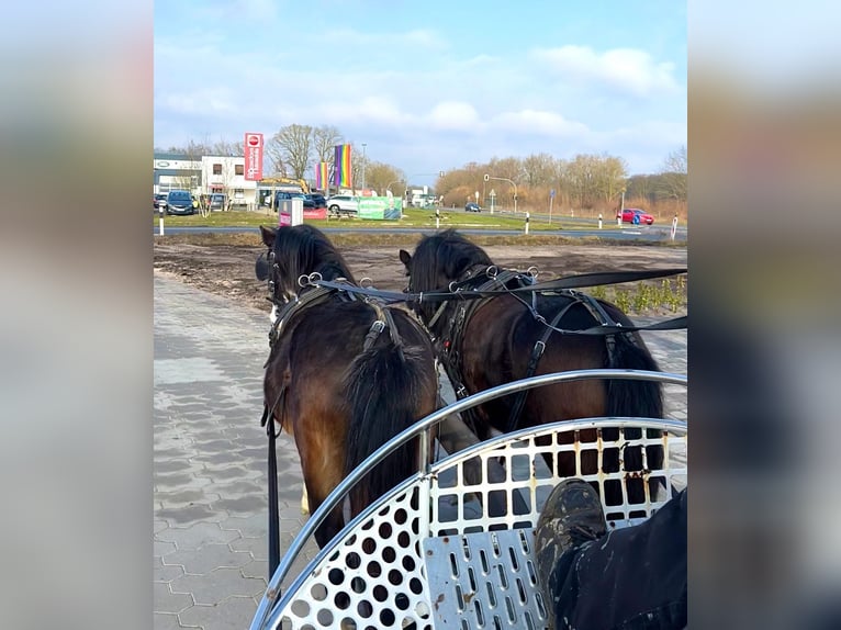 Welsh A (Mountain Pony) Gelding 3 years 11,1 hh Black in Halle