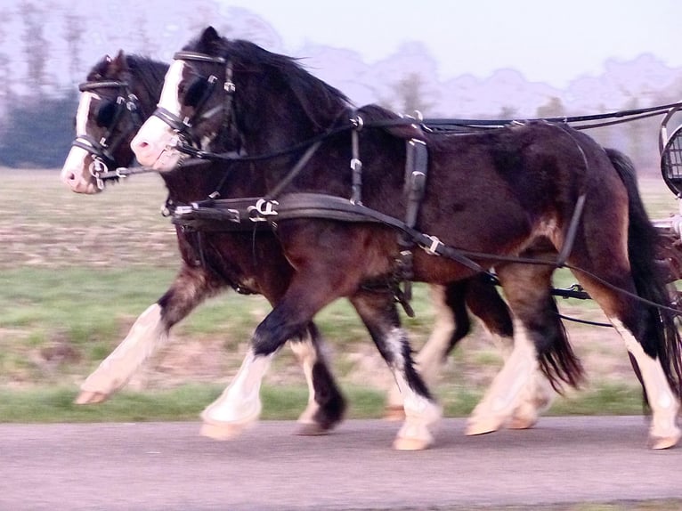 Welsh A (Mountain Pony) Gelding 3 years 11,1 hh Black in Halle