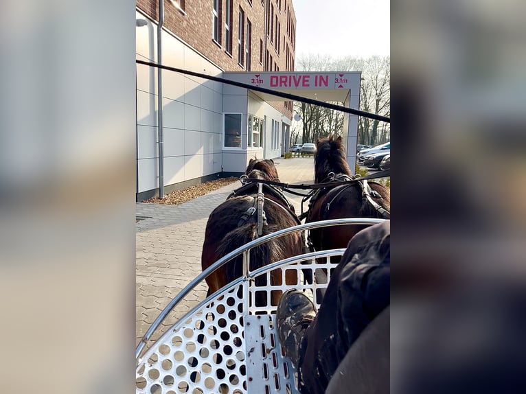 Welsh A (Mountain Pony) Gelding 3 years 11,1 hh Black in Halle