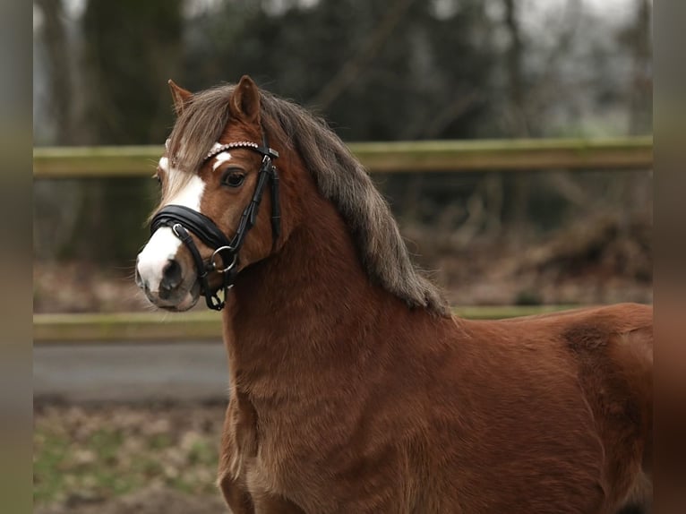 Welsh A (Mountain Pony) Gelding 3 years 11,1 hh Chestnut in Aalten