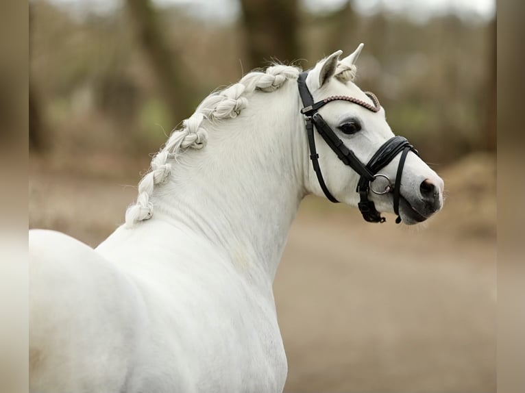 Welsh A (Mountain Pony) Gelding 3 years 11,1 hh Gray in Aalten