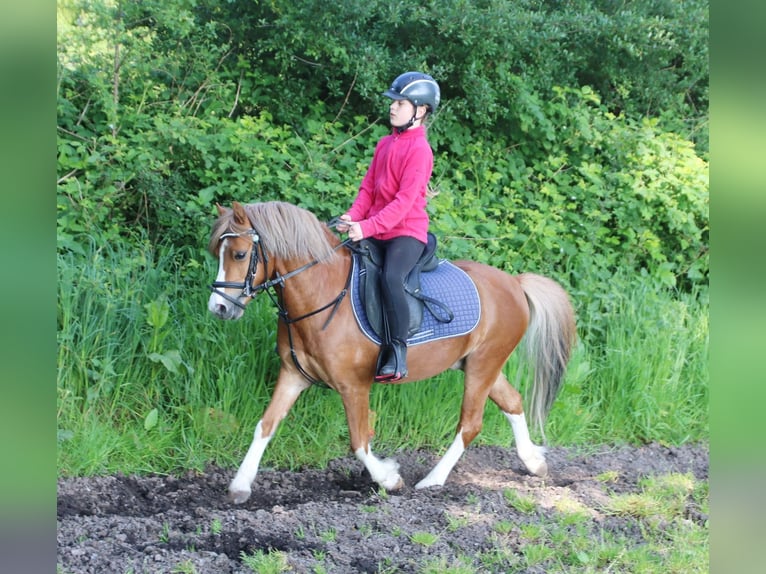 Welsh A (Mountain Pony) Gelding 3 years 11,2 hh Chestnut-Red in Wildeshausen