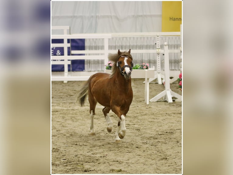 Welsh A (Mountain Pony) Gelding 3 years 11,2 hh Chestnut-Red in Wildeshausen