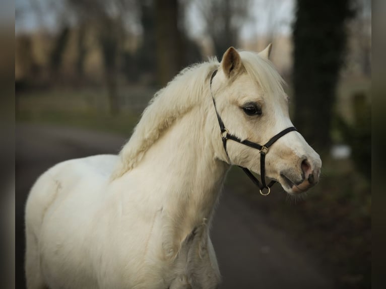 Welsh A (Mountain Pony) Gelding 3 years 11,2 hh Palomino in Aalten