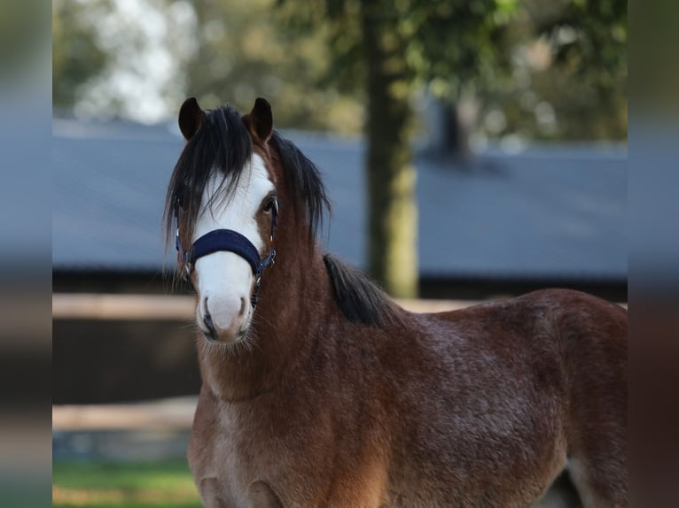 Welsh A (Mountain Pony) Gelding 3 years 11,2 hh Roan-Bay in Halle