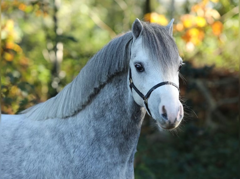 Welsh A (Mountain Pony) Gelding 3 years 11,2 hh Roan-Bay in Halle