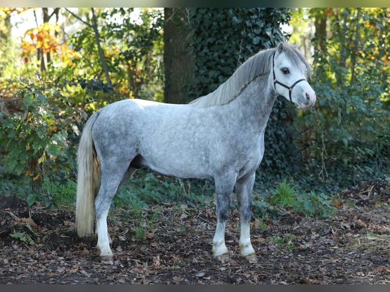 Welsh A (Mountain Pony) Gelding 3 years 11,2 hh Roan-Bay in Halle