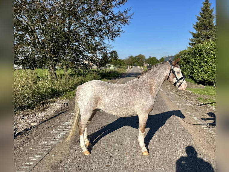 Welsh A (Mountain Pony) Gelding 3 years 11,2 hh Roan-Red in Wagenberg