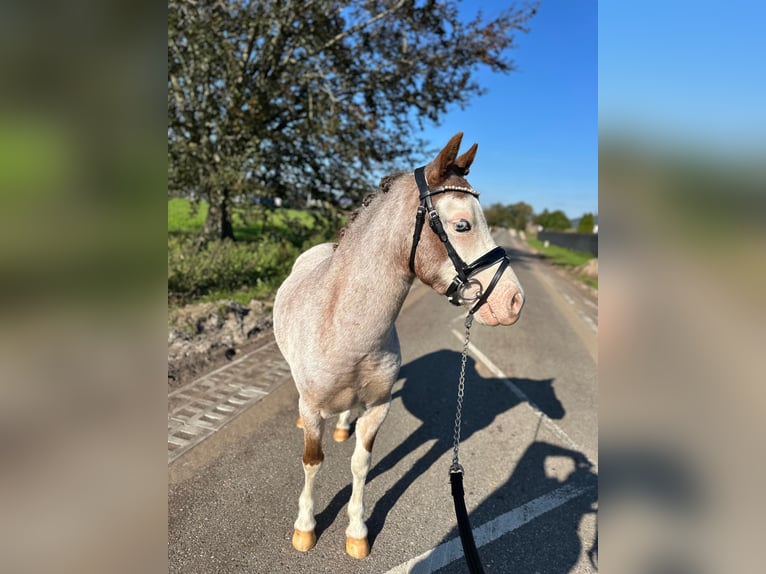 Welsh A (Mountain Pony) Gelding 3 years 11,2 hh Roan-Red in Wagenberg