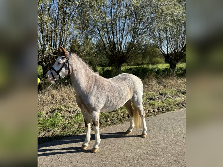 Welsh A (Mountain Pony) Gelding 3 years 11,2 hh Roan-Red in Wagenberg