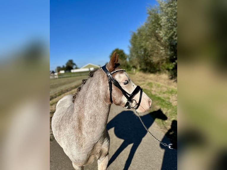 Welsh A (Mountain Pony) Gelding 3 years 11,2 hh Roan-Red in Wagenberg