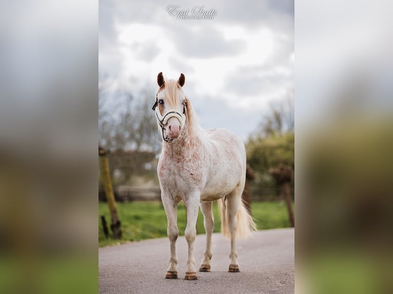 Welsh A (Mountain Pony) Gelding 3 years 11,3 hh Roan-Red in Groningen