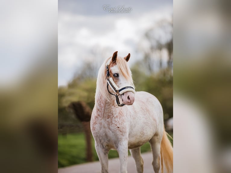 Welsh A (Mountain Pony) Gelding 3 years 11,3 hh Roan-Red in Groningen