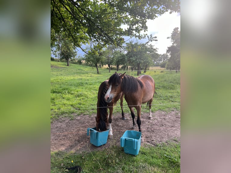 Welsh A (Mountain Pony) Gelding 3 years 12,1 hh Brown in Mechterstädt