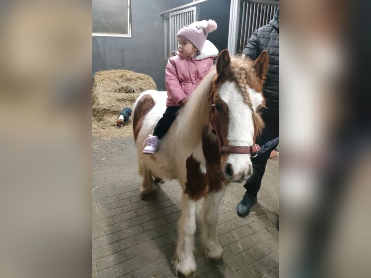 Welsh A (Mountain Pony) Gelding 4 years 10,1 hh Pinto in radziejów