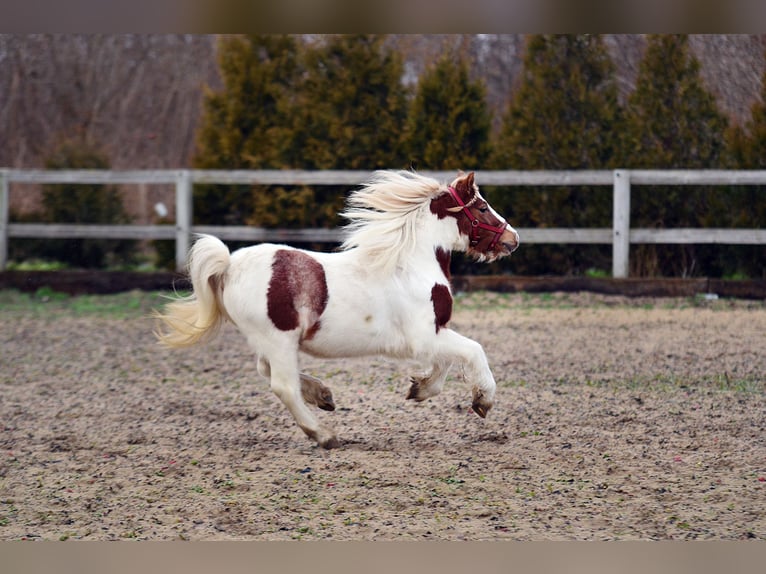 Welsh A (Mountain Pony) Gelding 4 years 10,1 hh Pinto in radziejów