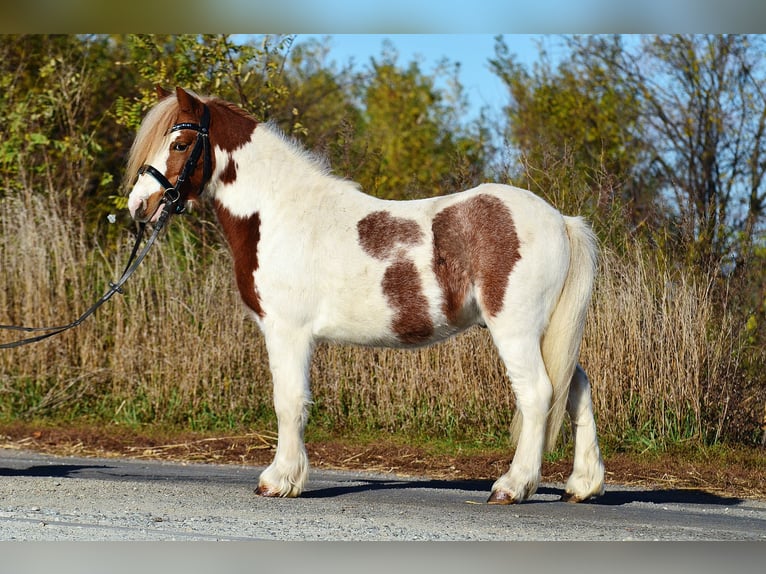 Welsh A (Mountain Pony) Gelding 4 years 10,1 hh Pinto in radziejów