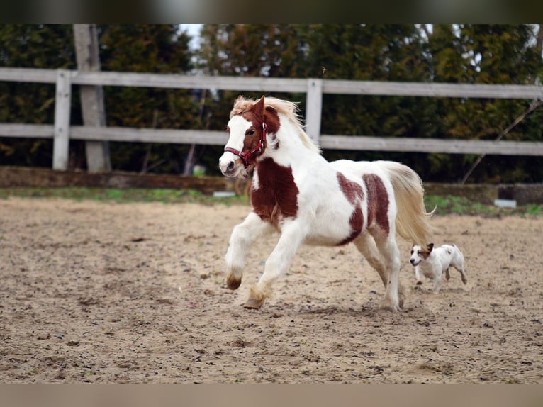 Welsh A (Mountain Pony) Gelding 4 years 10,1 hh Pinto in radziejów