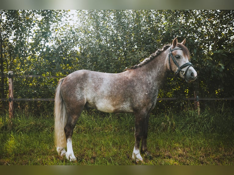 Welsh A (Mountain Pony) Gelding 4 years 11,2 hh Can be white in Meijel