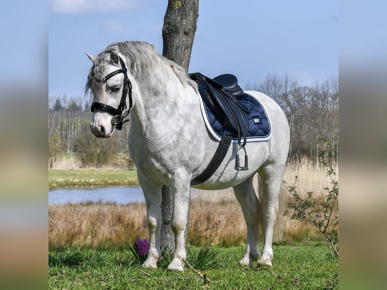 Welsh A (Mountain Pony) Gelding 4 years 11,2 hh Gray in Almen