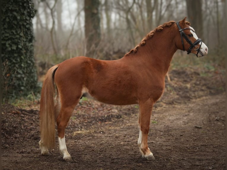 Welsh A (Mountain Pony) Gelding 4 years 11,3 hh Chestnut-Red in Aalten