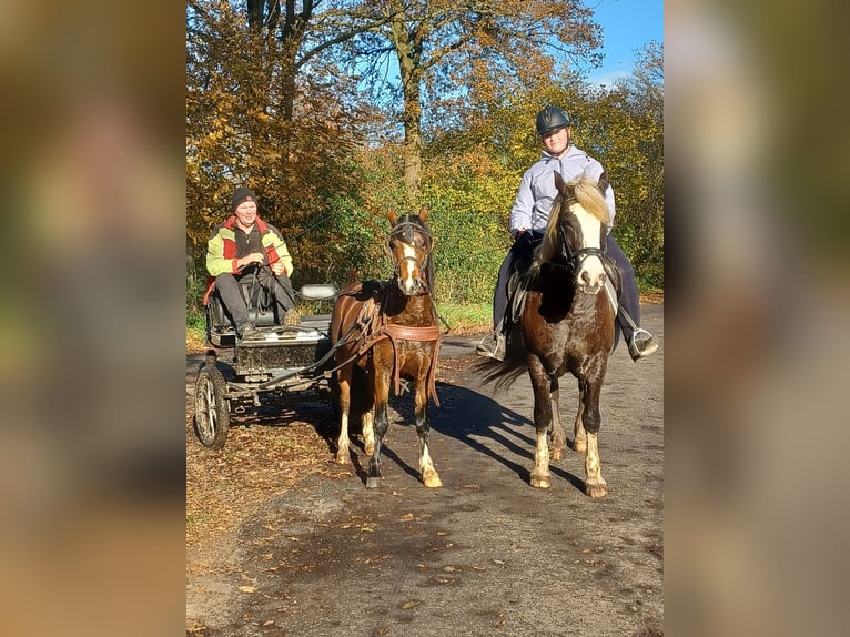 Welsh A (Mountain Pony) Mix Gelding 4 years 12,1 hh Brown in Tecklenburgt