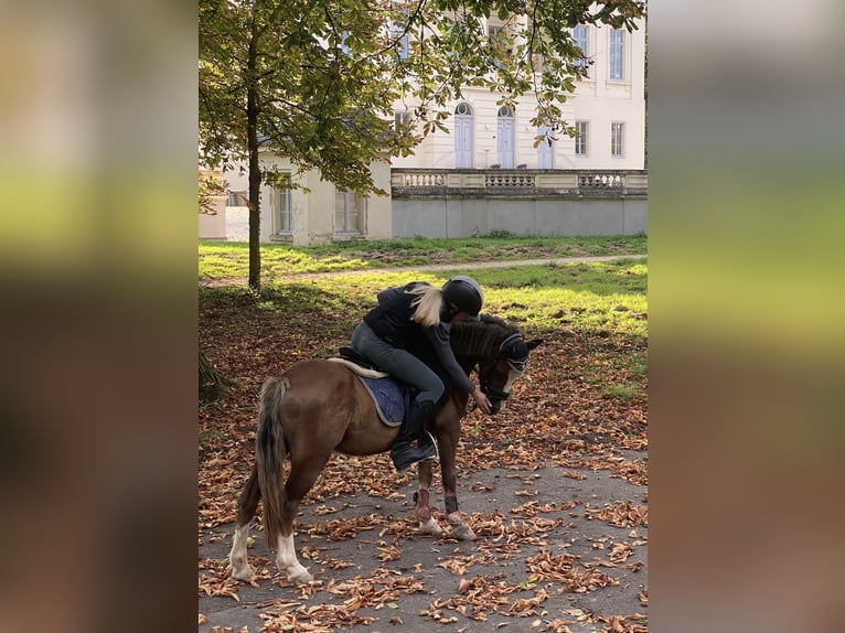 Welsh A (Mountain Pony) Gelding 4 years 12 hh Chestnut-Red in Trier