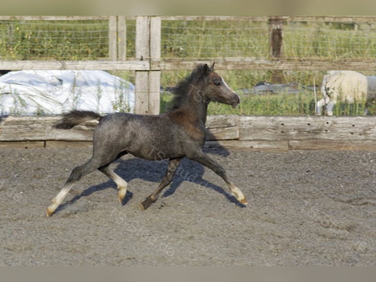 Welsh A (Mountain Pony) Gelding 4 years 12 hh Gray in Meerbusch