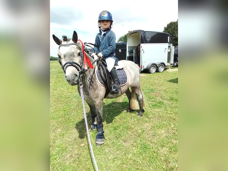 Welsh A (Mountain Pony) Mix Gelding 5 years 10,2 hh Roan-Blue in Segeletz