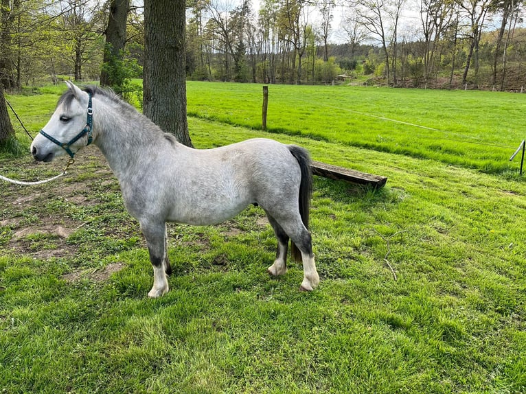 Welsh A (Mountain Pony) Gelding 5 years 11,1 hh Gray-Dapple in Amelinghausen