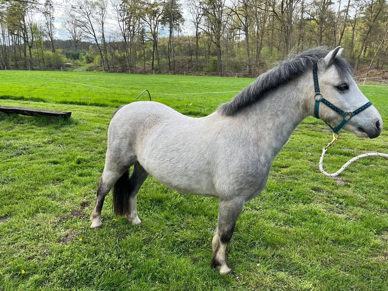 Welsh A (Mountain Pony) Gelding 5 years 11,1 hh Gray-Dapple in Amelinghausen