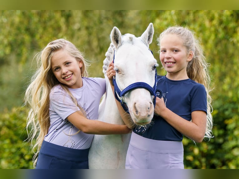 Welsh A (Mountain Pony) Gelding 5 years 11,2 hh Gray in Hengelo Gelderland