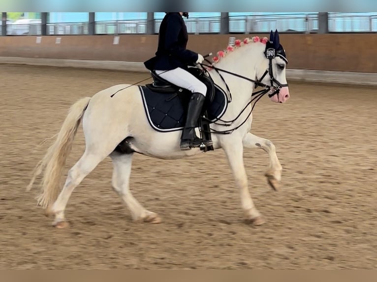 Welsh A (Mountain Pony) Gelding 5 years 11,2 hh Gray in Lohfelden