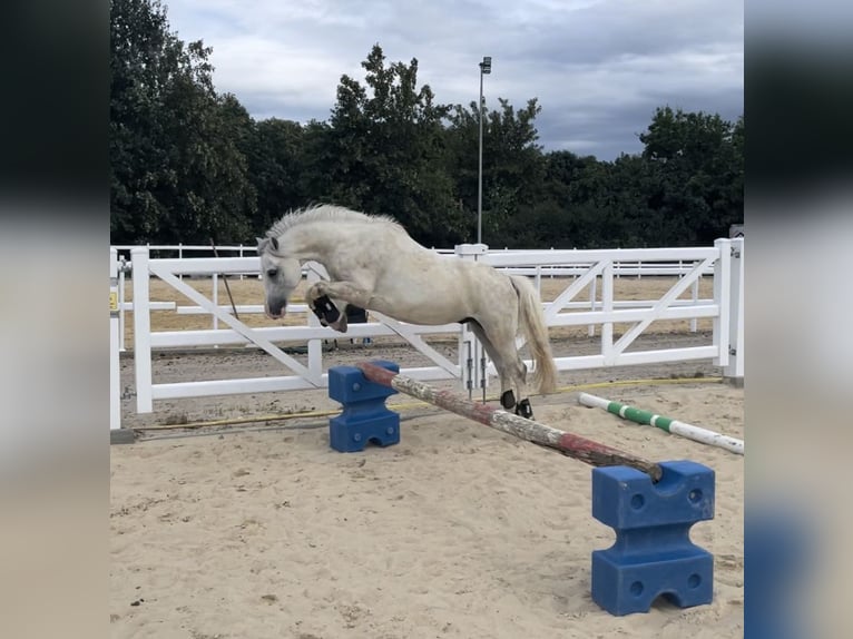 Welsh A (Mountain Pony) Gelding 5 years 11,2 hh Gray in Lohfelden