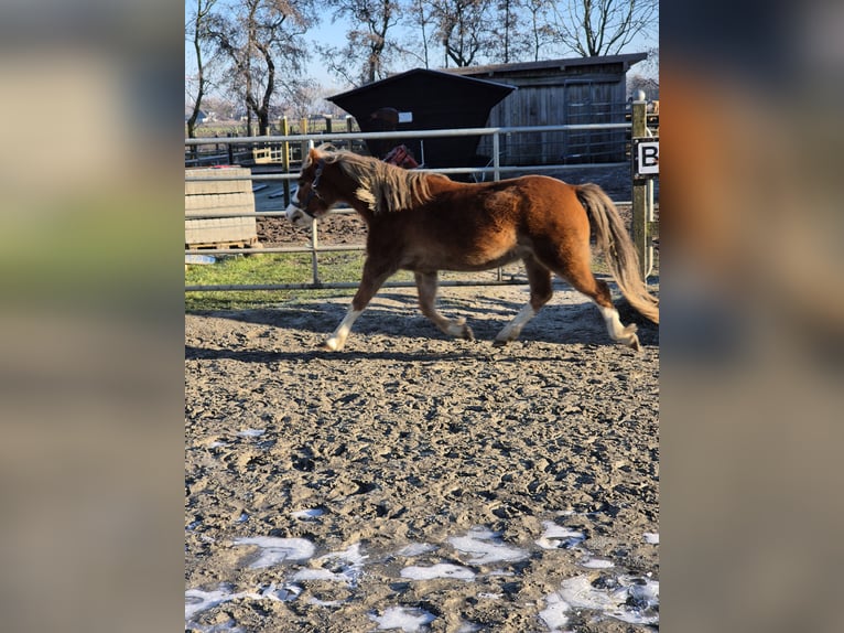 Welsh A (Mountain Pony) Gelding 5 years 11,3 hh Chestnut-Red in Nordermeldorf