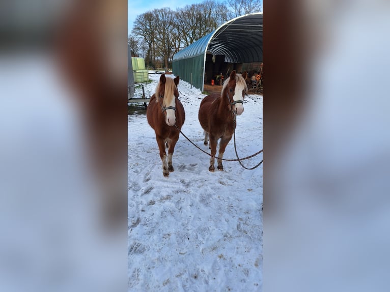 Welsh A (Mountain Pony) Gelding 5 years 11 hh Chestnut-Red in Apen
