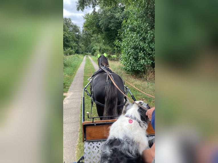 Welsh A (Mountain Pony) Gelding 5 years 12,1 hh Black in Schwanewede