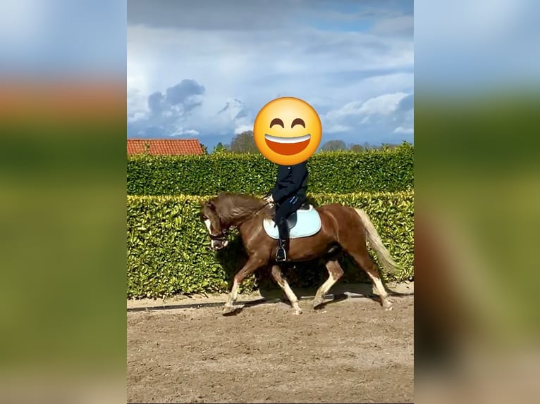 Welsh A (Mountain Pony) Gelding 5 years 12 hh Chestnut-Red in Huissen