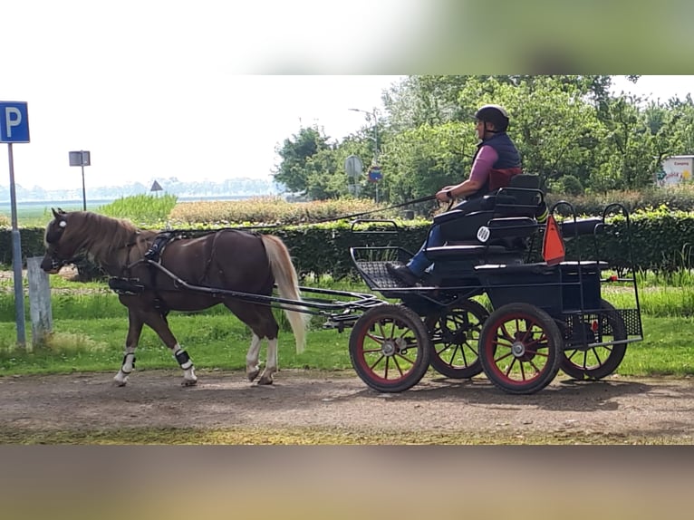 Welsh A (Mountain Pony) Gelding 5 years 12 hh Chestnut-Red in Huissen